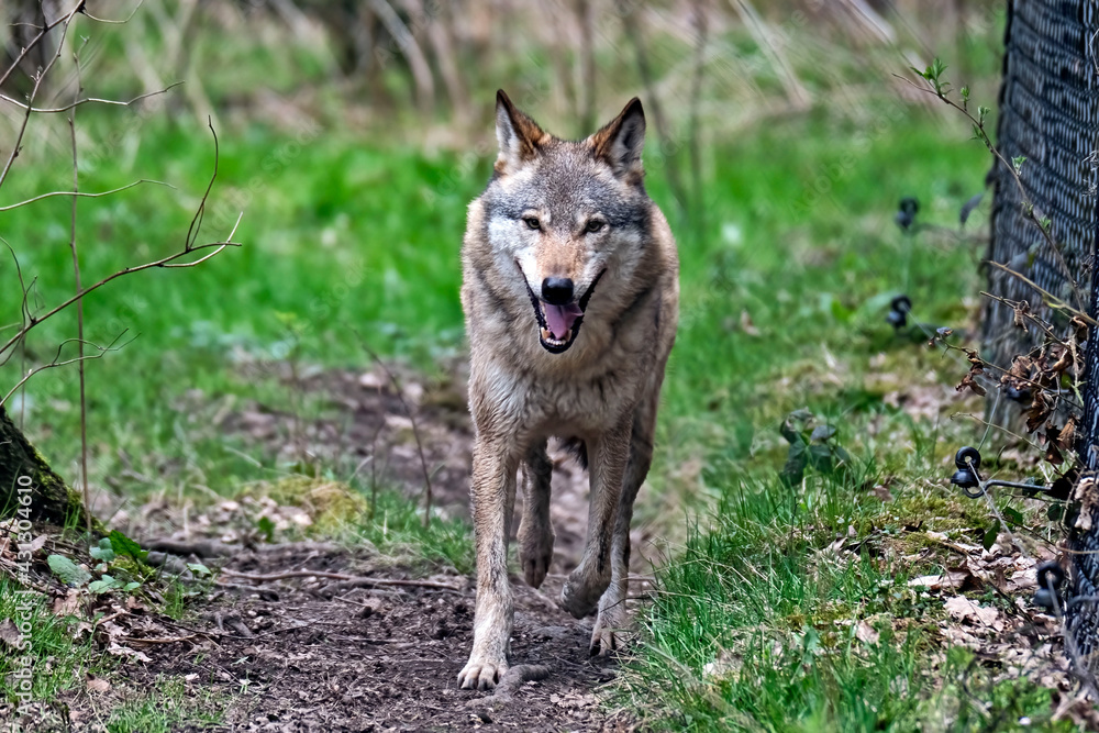 Europäischer Wolf ( Canis lupus ).