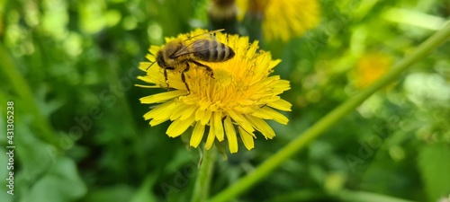 bee on flower