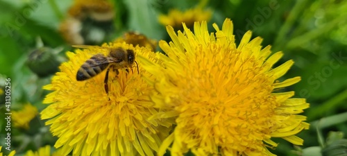 bee on dandelion