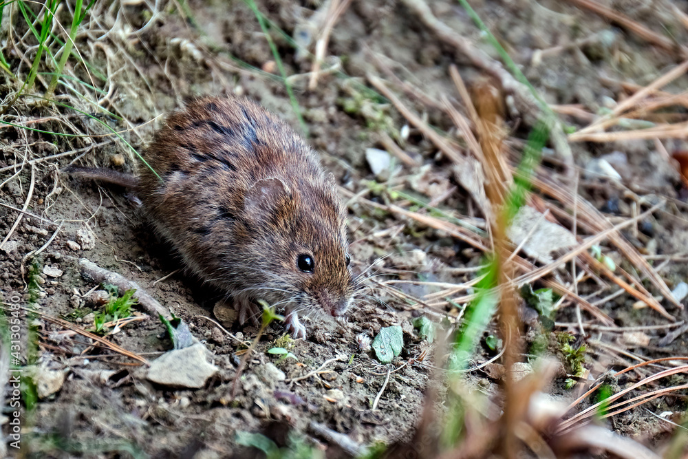 Rötelmaus ( Myodes glareolus ). Rötelmaus ( Myodes glareolus ).