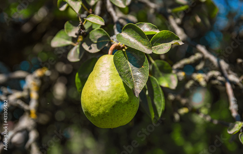 the ripe pear hanging from a tree. Pear fruit on the tree in the fruit garden.