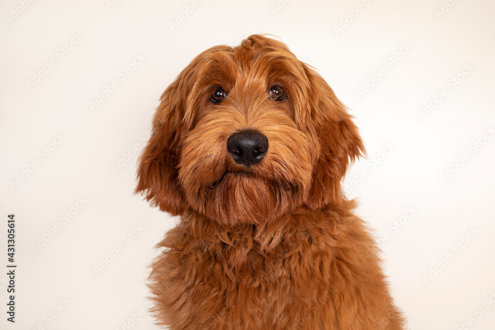 Head shot of handsome male apricot or red Australian Cobberdog aka Labradoodle. Looking friendly towards camera. Black nose, mouth closed. Isolated on champagne background.