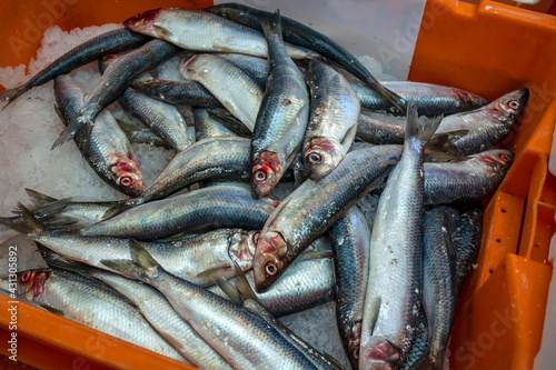 Vente de sardines fraîches à l'étal