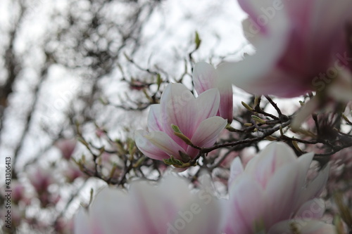 Magnolien Bl  te im Close-Up im Fr  hling