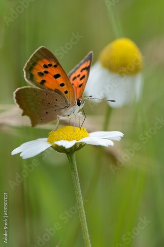 papillon sur marguerite 1 © Guy Pracros
