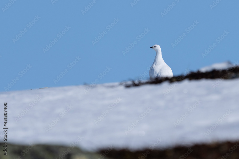 The rock ptarmigan (Lagopus muta), a medium-sized game bird in the grouse family. The rock ptarmigan (Lagopus muta), a medium-sized game bird in the grouse family.