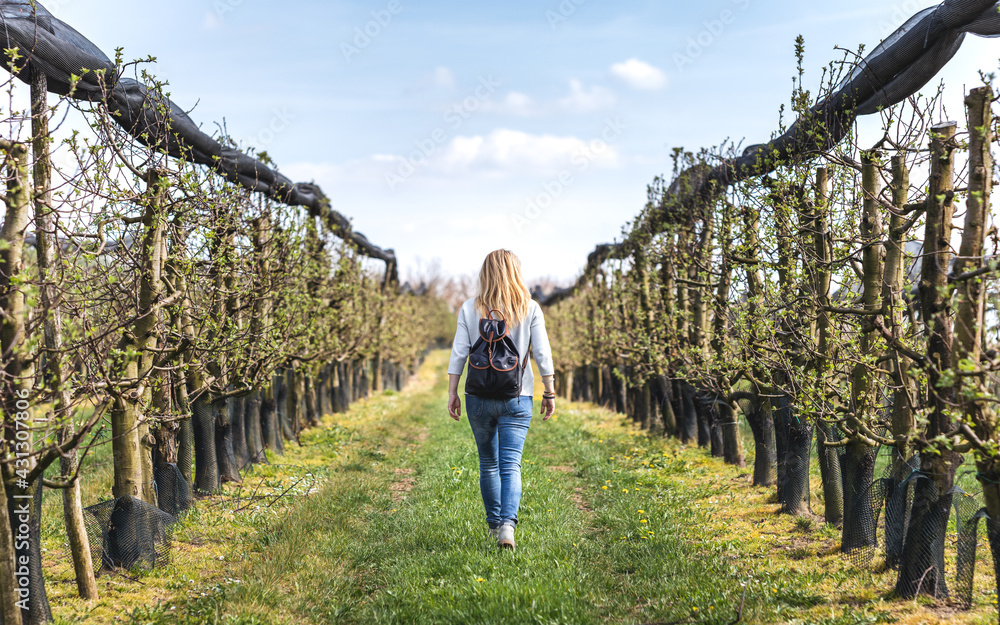 Woman walking in apple orchard at spring Woman walking in apple orchard at spring