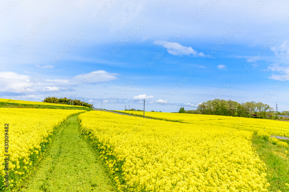 Obraz premium さわやかな菜の花畑