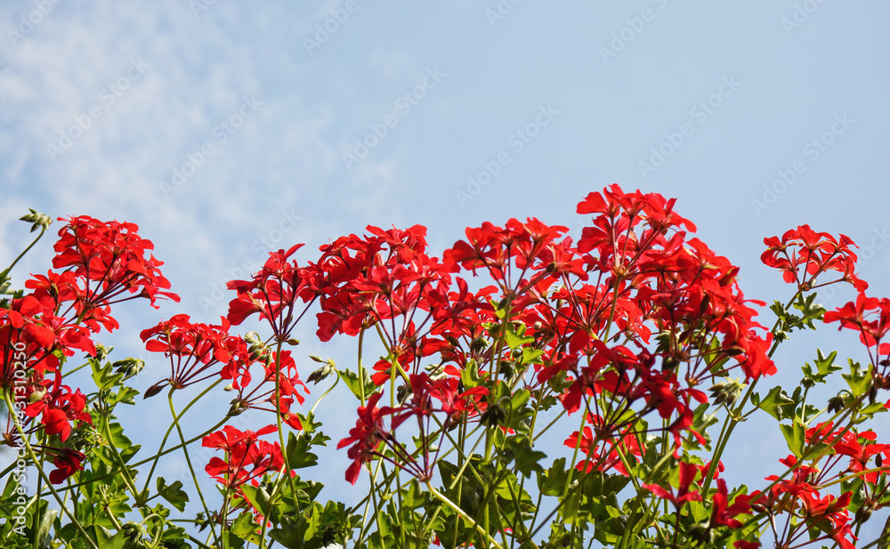 Pink red pelargonium flowers with clear sky background
