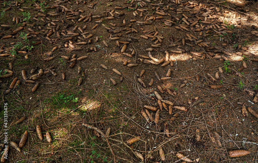 Forest ground with many dry coniferous cones Forest ground with many dry coniferous cones