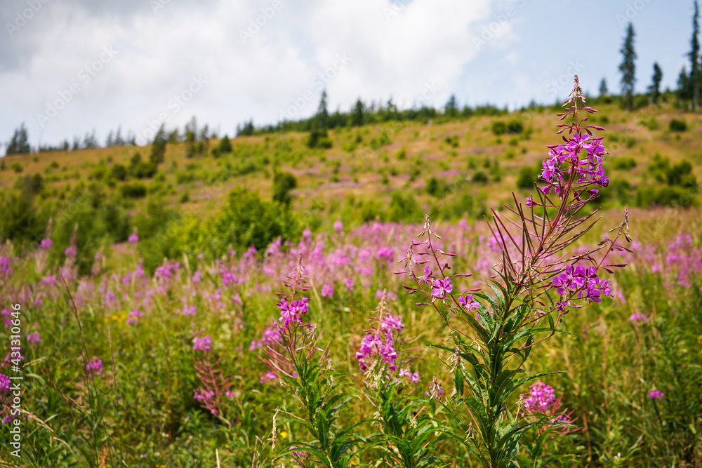Pink purple fireweed - Chamaenerion angustifolium - flowers growing in forest meadow, blurred trees and grass background Pink purple fireweed - Chamaenerion angustifolium - flowers growing in forest meadow, blurred trees and grass background