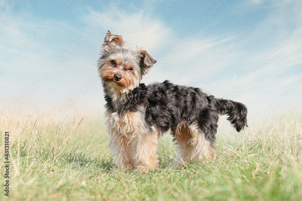 portrait of a beautiful purebred dog portrait of a beautiful purebred dog