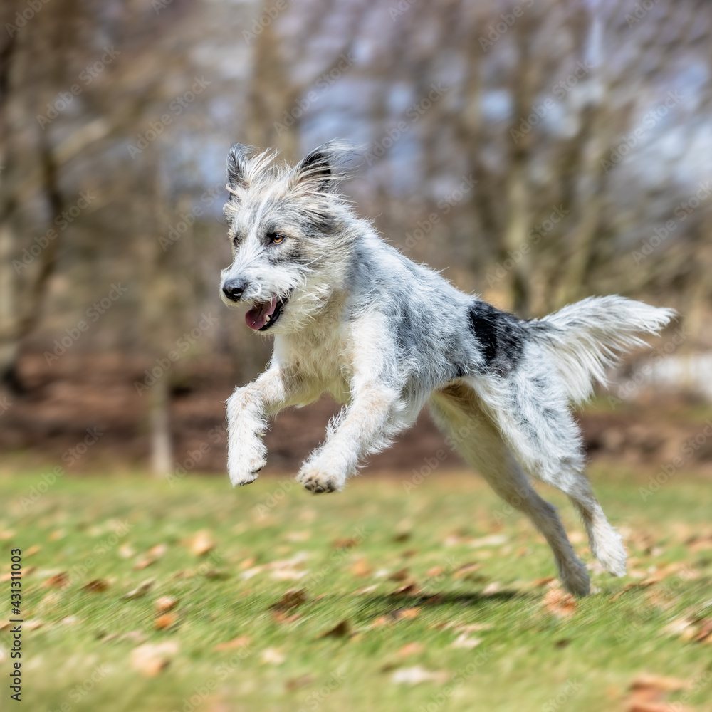 portrait of a beautiful purebred dog portrait of a beautiful purebred dog