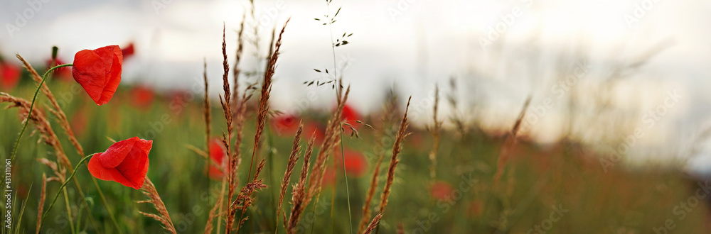 Wild red poppy flowers wide panorama, blurred overcast sky background - obrazy, fototapety, plakaty 