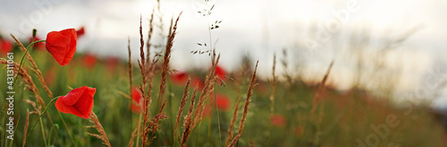 Wild red poppy flowers wide panorama, blurred overcast sky background