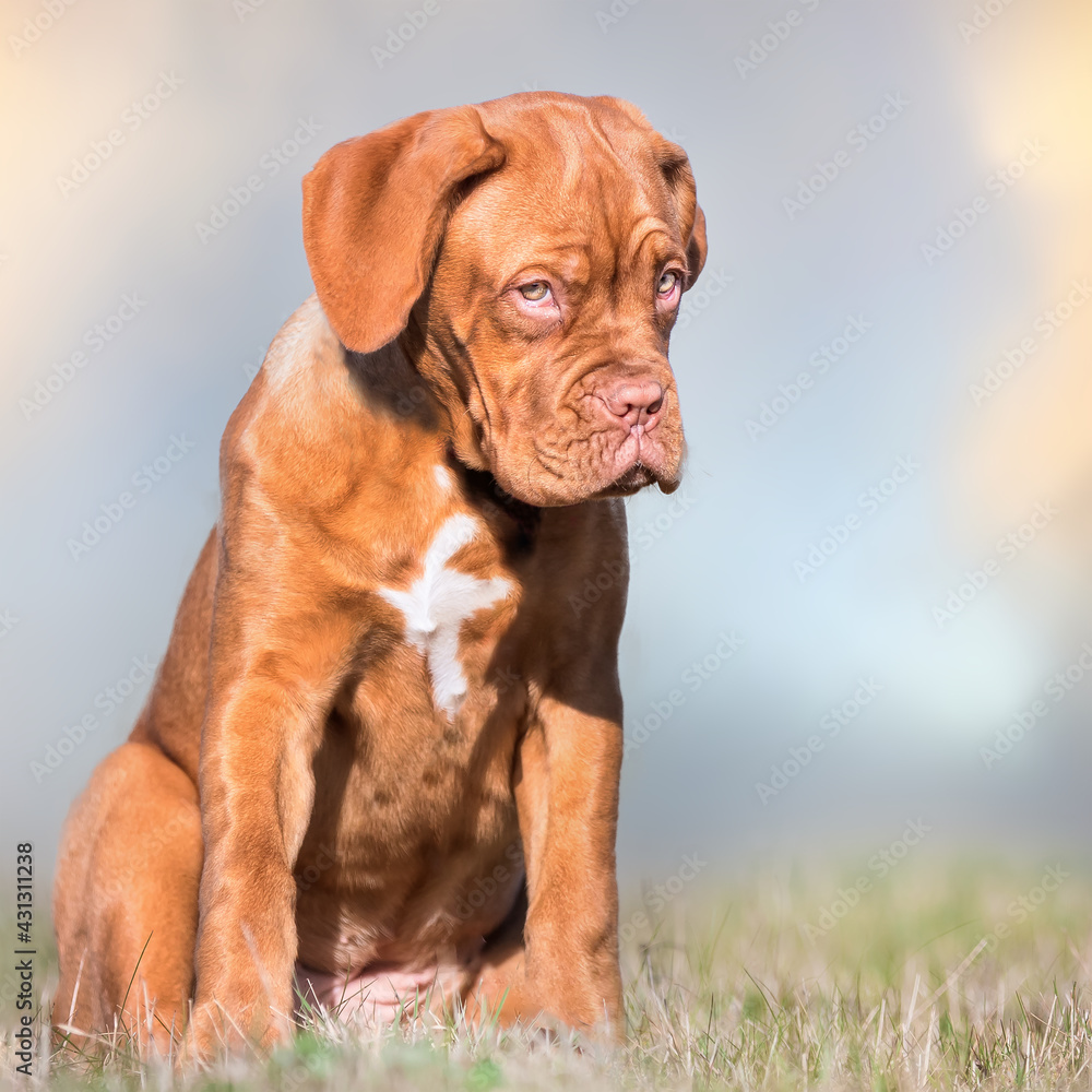 portrait of a beautiful purebred dog portrait of a beautiful purebred dog