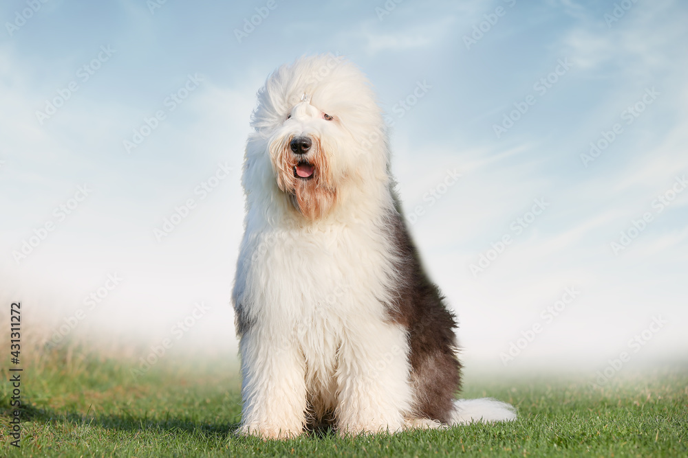 portrait of a beautiful purebred dog portrait of a beautiful purebred dog