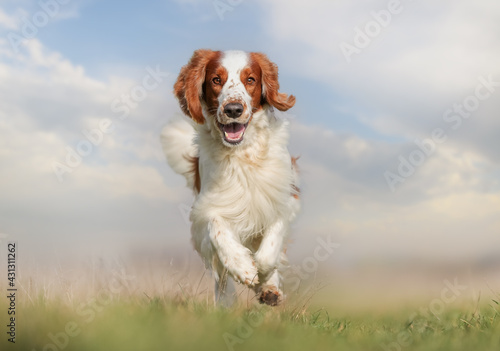 portrait of a beautiful purebred dog