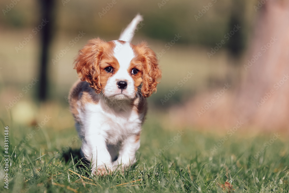 portrait of a beautiful purebred dog portrait of a beautiful purebred dog