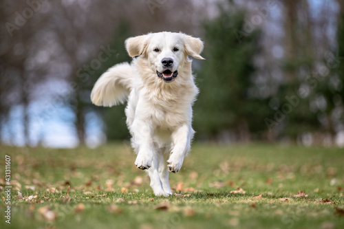 Foto portrait of a beautiful purebred dog