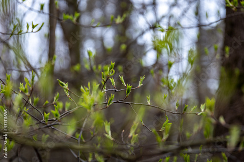 Forest coming to life in the springtime in Finland.