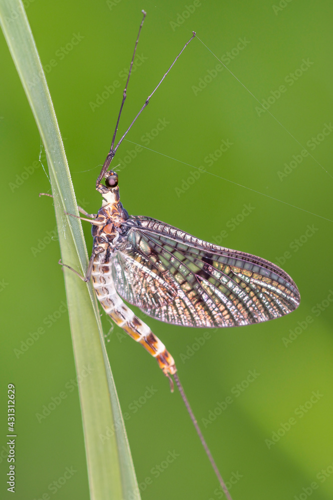 Φωτογραφία Imago of the male of the green drake or green drake mayfly - Ephemera danica
