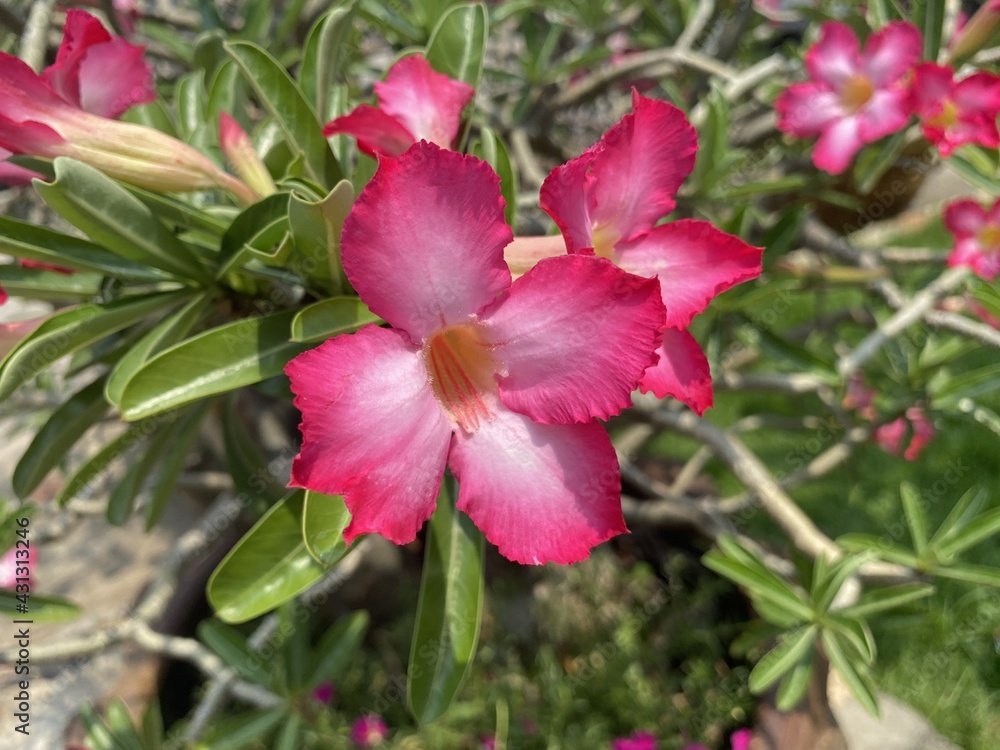 pink Adenium obesum flower in nature garden pink Adenium obesum flower in nature garden