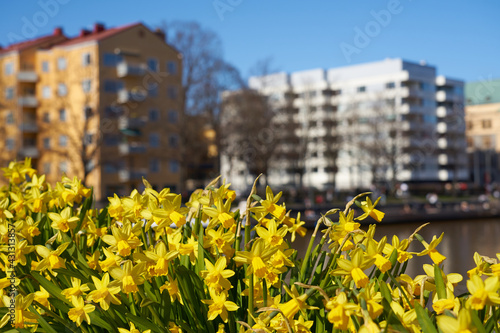 Yellow narcissus against a blurred river on background