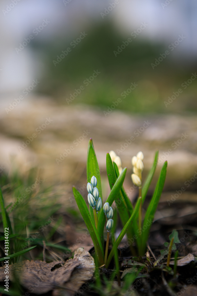 Scilla siberica flower in park at springtime Scilla siberica flower in park at springtime