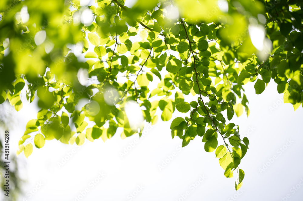 Fresh green
Fresh green