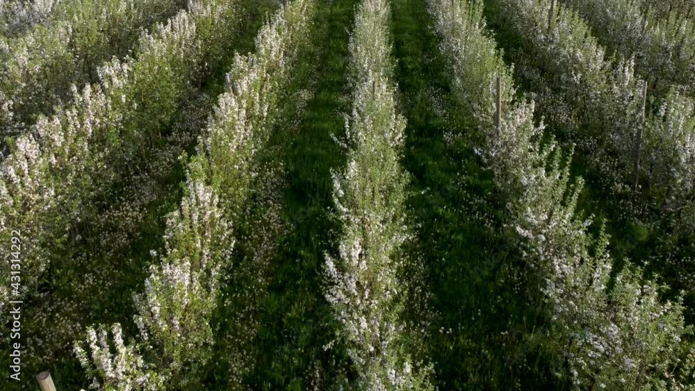 Aerial drone view of flowering tree in spring. Blooming apple tree in orchard. Branches with blossoms in sunlight. Fruit trees in nature. Aerial drone view of flowering tree in spring. Blooming apple tree in orchard. Branches with blossoms in sunlight. Fruit trees in nature.