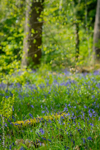 Bluebells Growing in Woodland in Scotland