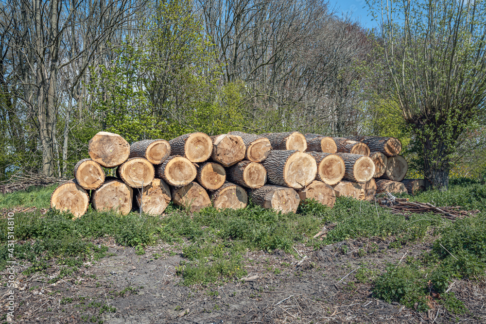 Stack thick logs in the sunlight waiting for transport to the sawmill. The photo was taken at the beginning of the Dutch spring season. Stack thick logs in the sunlight waiting for transport to the sawmill. The photo was taken at the beginning of the Dutch spring season.