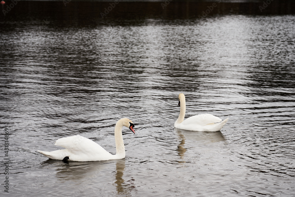 White swan family on the Baltic Sea coast in Finland. White swan family on the Baltic Sea coast in Finland.