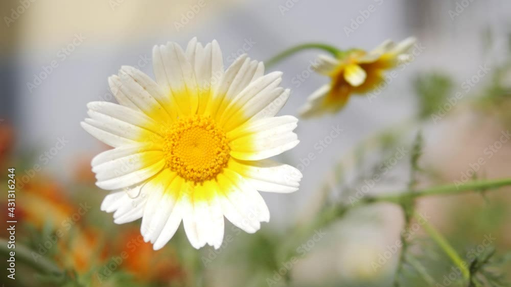 White and Yellow Chamomile Flowers 4K Spring concept White and Yellow Chamomile Flowers 4K Spring concept