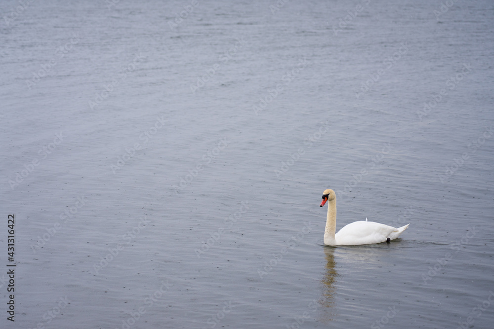 White swan on the Baltic Sea coast in Finland. White swan on the Baltic Sea coast in Finland.