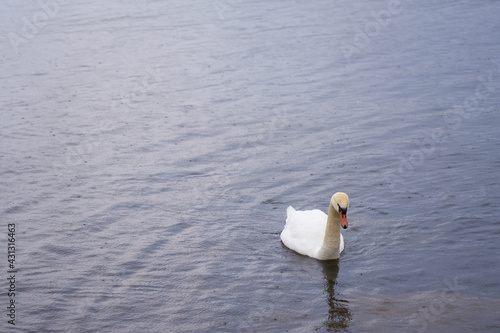 White swan on the Baltic Sea coast in Finland. photo