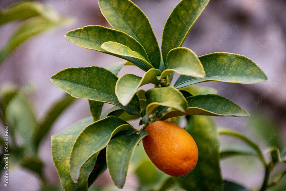 green leaf and yellow kumquat green leaf and yellow kumquat