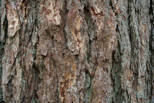 Baum Rinde im Detail, Kiefer oder Eiche