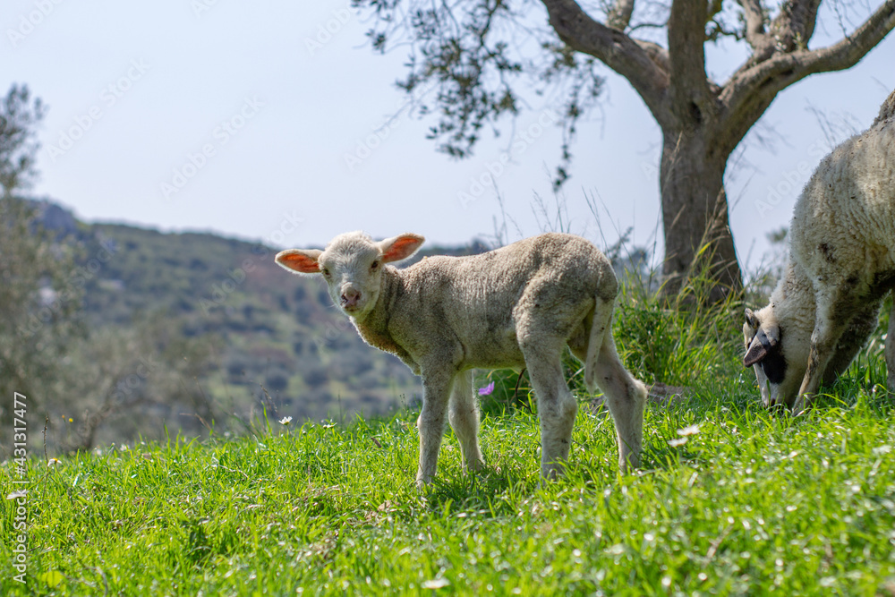 Obraz premium Lamb on the meadow