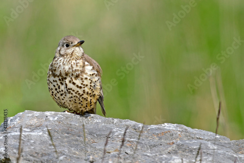 Misteldrossel // Mistle thrush (Turdus viscivorus) photo