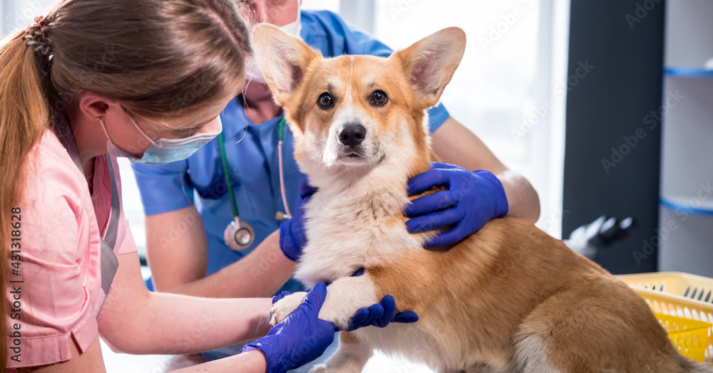 Veterinarian team examines the paws of a sick Corgi dog Veterinarian team examines the paws of a sick Corgi dog