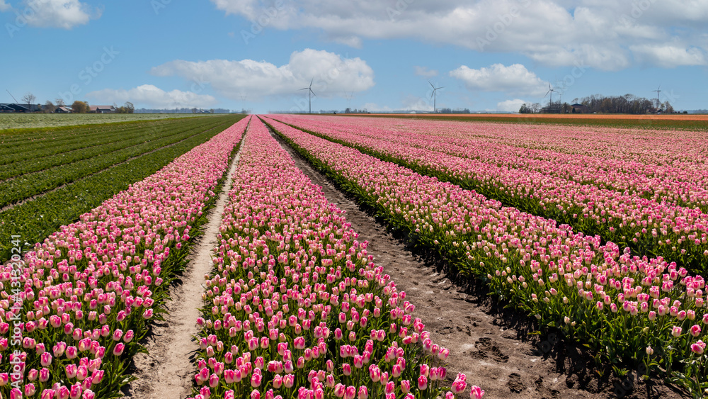 Tulip field in spring, known worldwide for the beautiful colors on the land, province of Flevoland, the Netherlands