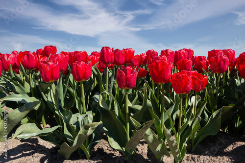 Tulip field in spring, known worldwide for the beautiful colors on the land, province of Flevoland, the Netherlands