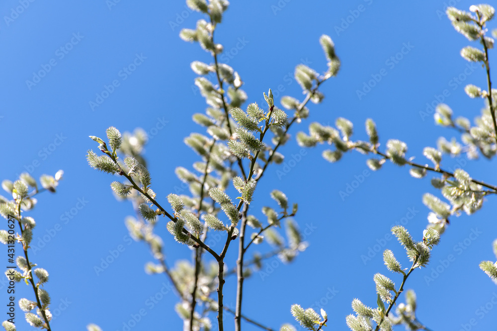 twigs of blossoming pussy willow on a background of blue sky twigs of blossoming pussy willow on a background of blue sky