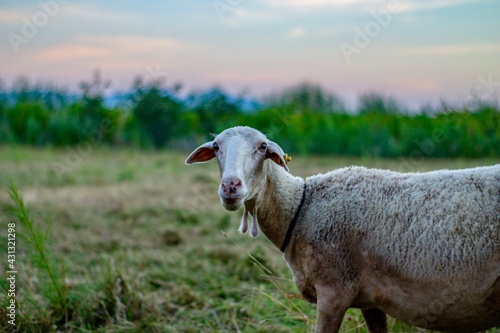 sheep on a meadow