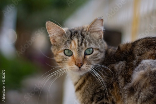 close up portrait of a cat