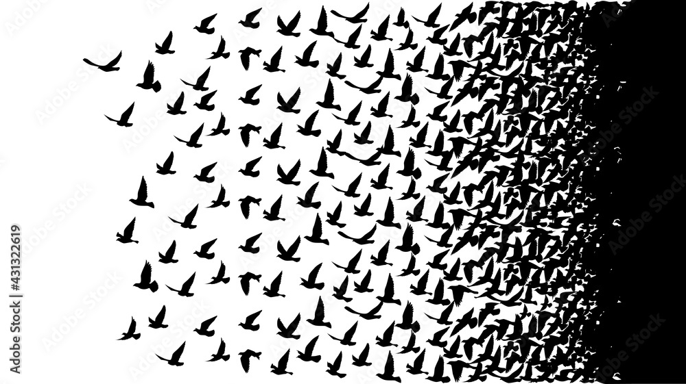 Flying birds silhouettes on white background. Vector illustration. isolated bird flying. tattoo design. - obrazy, fototapety, plakaty 