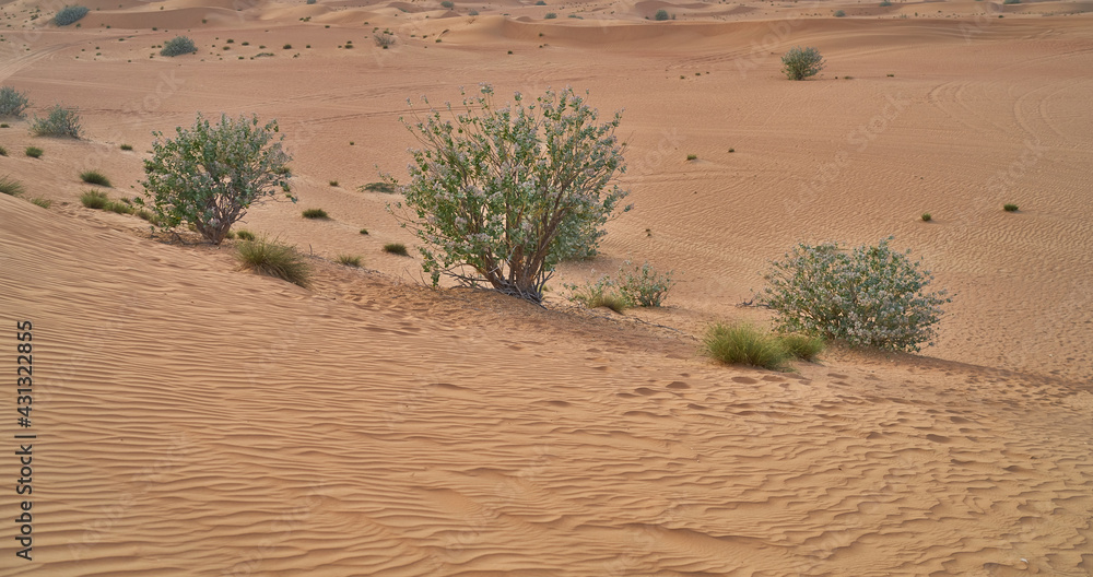 green shrubs grow in the Abu Dhabi desert