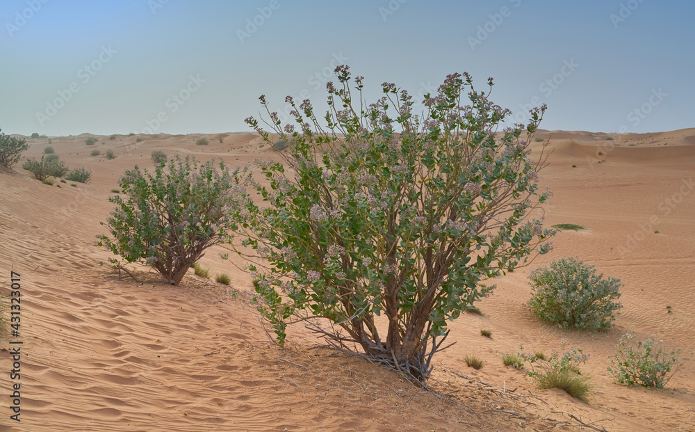 green shrubs grow in the Abu Dhabi desert